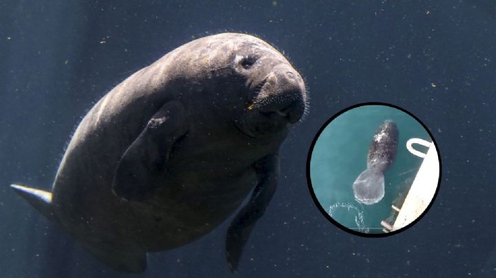 VIDEO: Manatí sorprende mientras nada en muelle del puerto de Veracruz