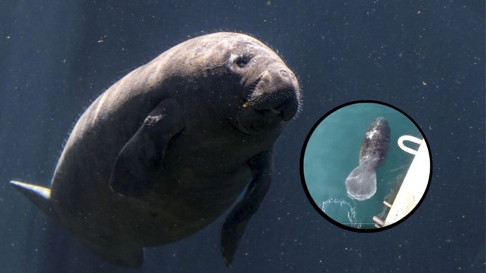 El mamífero acuático fue avistado en el muelle 6 del reciento portuario, difundió ASIPONA.