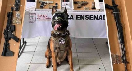 FOTOS: “Boris”, el perro policía que un "Cuerno de Chivo" le destrozó la patita