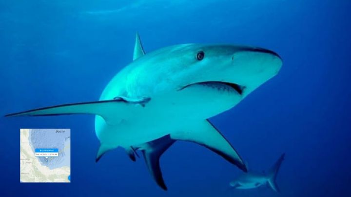 ¿Qué fue de la tiburón blanco que nada en mares de Veracruz?