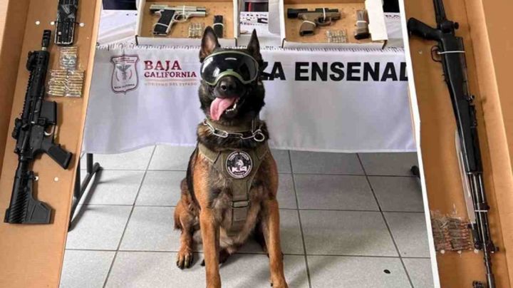 FOTOS: “Boris”, el perro policía que un "Cuerno de Chivo" le destrozó la patita