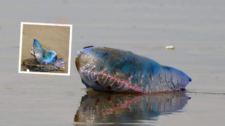 Hallan extraño animal en playas de Coatzacoalcos, ¿lo conoces?