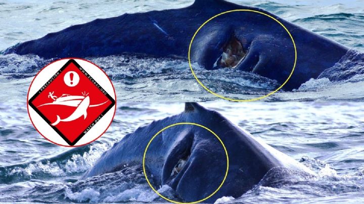 Ballena bebé es embestida por barco en Cabo San Lucas; queda gravemente herida