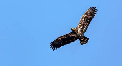 Reportan avistamiento de águila real en Hidalgo; esto se sabe