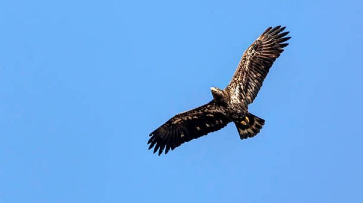 Reportan avistamiento de águila real en Hidalgo; esto se sabe