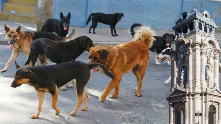 Hasta seis reportes diarios de ataques de perros y maltrato animal se reciben en Pachuca