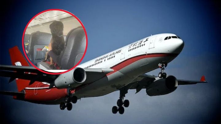 Premian a perrito rescatista con vuelo en primera clase tras salvar vidas en Turquía