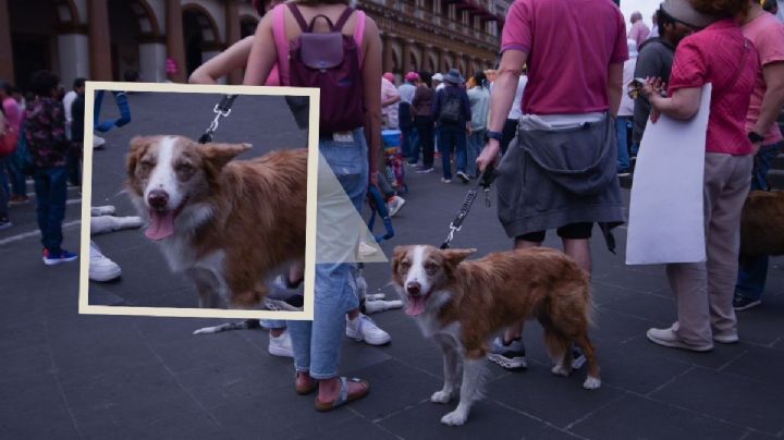 ¿Sabías que marchar con tus mascotas es maltrato? Esto dice Ley en Veracruz