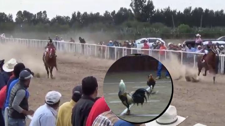 Prohibirían en Guanajuato peleas de gallos y carreras de caballos