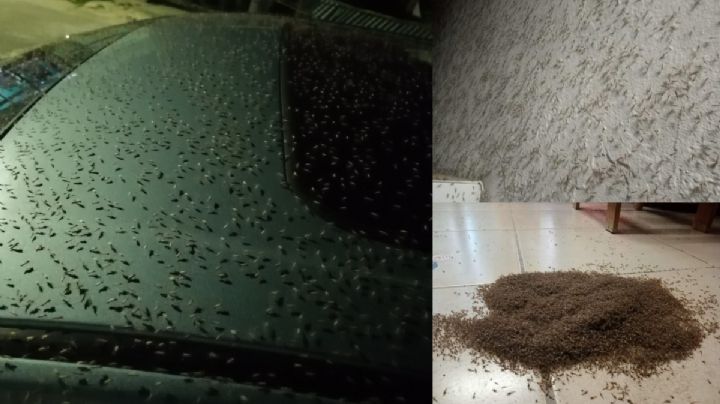 VIDEO: Plaga de mosco bobo invade sur de QRoo y ahuyenta al turismo