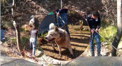VIDEO: así fue el extraordinario rescate del perro que cayó al Canal de Chalco