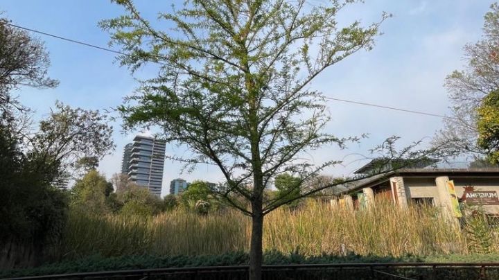 El hermano del ahuehuete de Reforma está bien; podría sustituirlo en la Glorieta