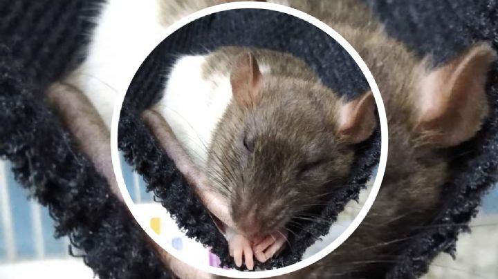 Buscan a Scabbers, rata perdida en el puerto de Veracruz