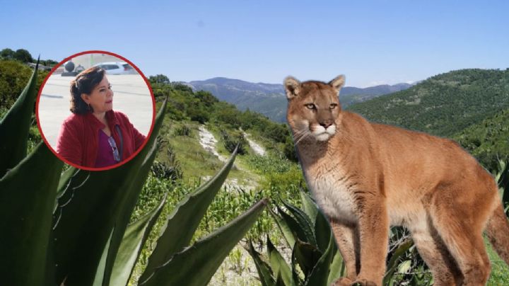 Monetizar presencia de pumas en Actopan, planea alcaldesa; ¿cómo le harán?