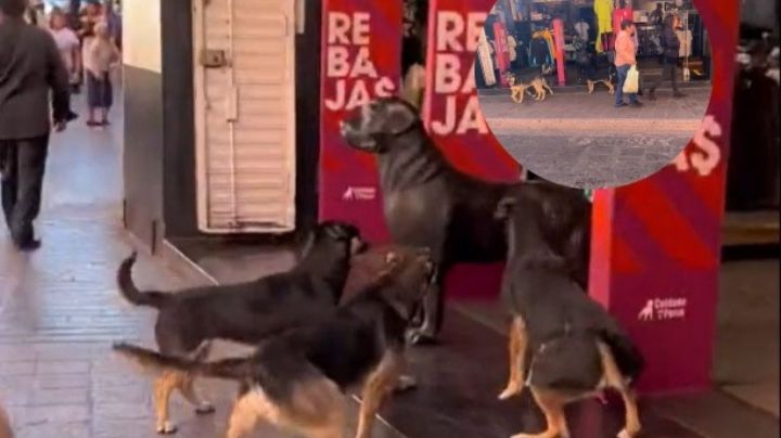 Cuidado con el perro: tan real que confunde