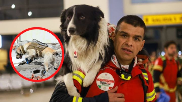 Suave esperanza: estos son los perros rescatistas que México mandó a Turquía
