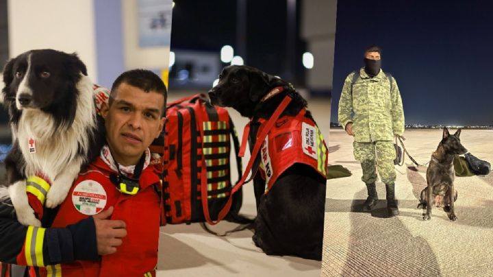Conoce a los perritos rescatistas de la Cruz Roja, serán enviados a Turquía y Siria