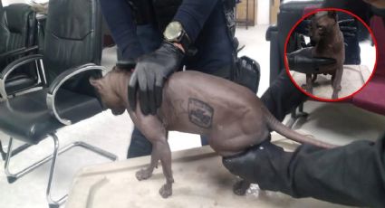 Rescatan a gato egipcio tatuado, era la mascota de Los Mexicles en penal de Juárez