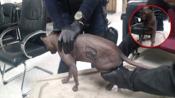 Rescatan a gato egipcio tatuado, era la mascota de Los Mexicles en penal de Juárez