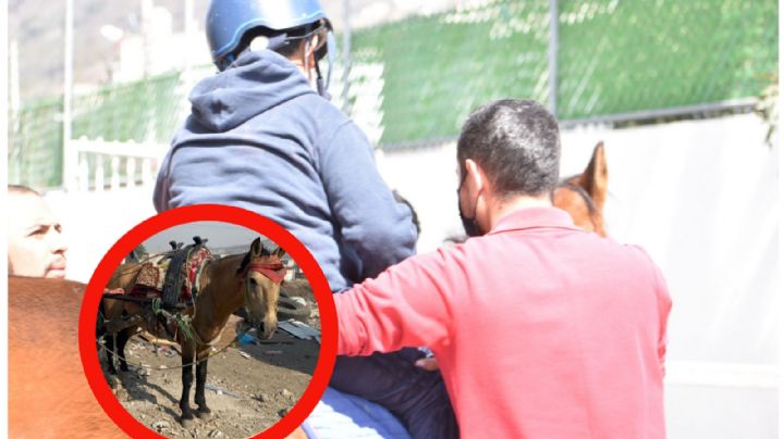 Caballos rescatados de maltrato viven una nueva vida ayudando a personas con discapacidad