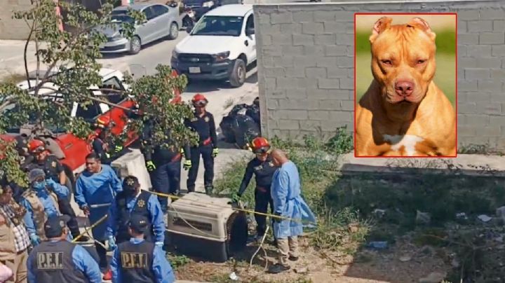 VIDEO: Carlos fue atacado por dos perros; podría perder un brazo