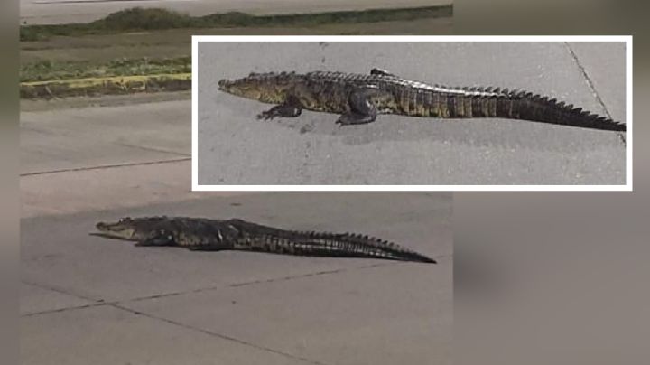 Cierre vial por cocodrilo dormido a media calle de Coatzacoalcos