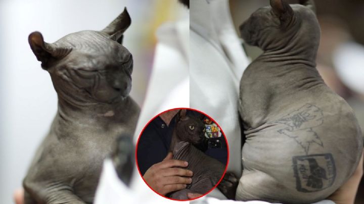 Gato “Mexicle” ya fue adoptado; se irá a Estados Unidos