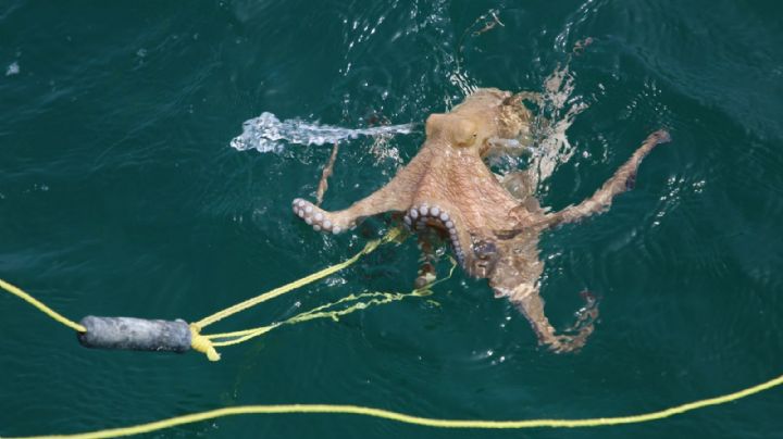 Atención pescadores: termina veda de pulpo en costas de Veracruz