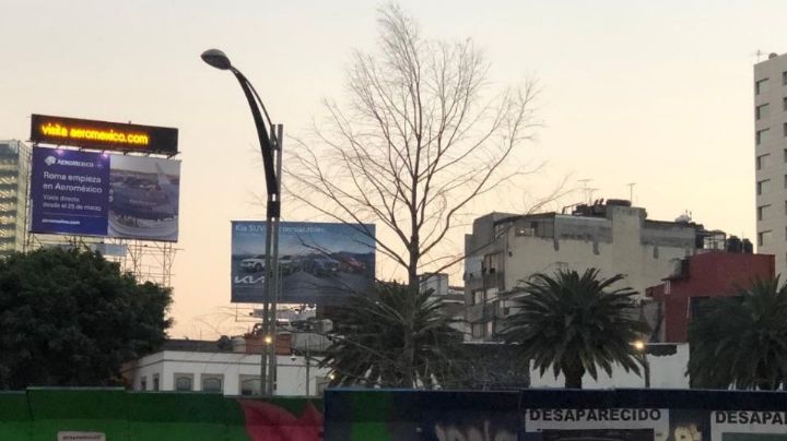 El ahuehuete de Reforma estaba en una isla de calor: experto de Chapingo