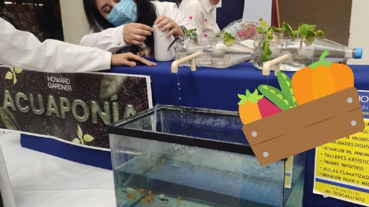 Así buscan producir alimentos "acuapónicos" en Coatzacoalcos, Veracruz