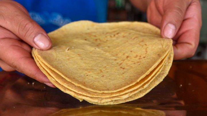 Maíz transgénico; ante un panel de controversia amañado