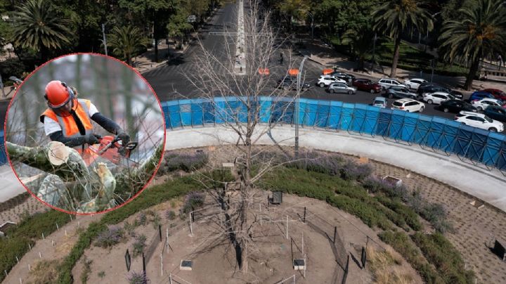 Ya reubicaron al ahuehuete de Reforma, ¿cómo fue la maniobra?