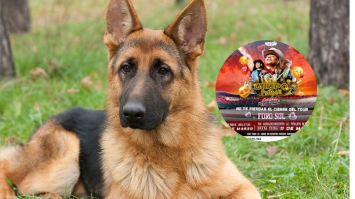 "Molly" la perrita que detectó cocaína en concierto de Grupo Firme