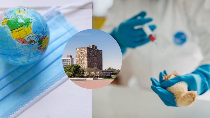 ¿El virus H5N1 podría ser la próxima pandemia? La UNAM alerta de su peligro