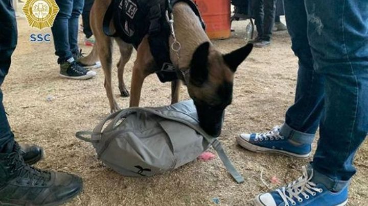 La incorruptible Toshka, la agente canina de la SSC que busca narcóticos en el Metro de la CDMX