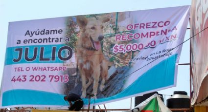 “Julio”: amplían búsqueda de lomito michoacano que "desapareció" en Guerrero