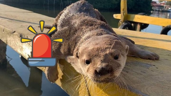 Atacan a Max, nutria de laguna de Mandinga en Veracruz