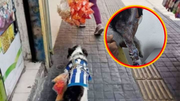 Famoso lomito vendedor de dulces en Pachuca necesita cirugía tras ataque de Bulldog