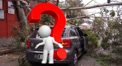 Vientos en la CDMX: ¿Qué pasa si un árbol cae sobre mi auto?