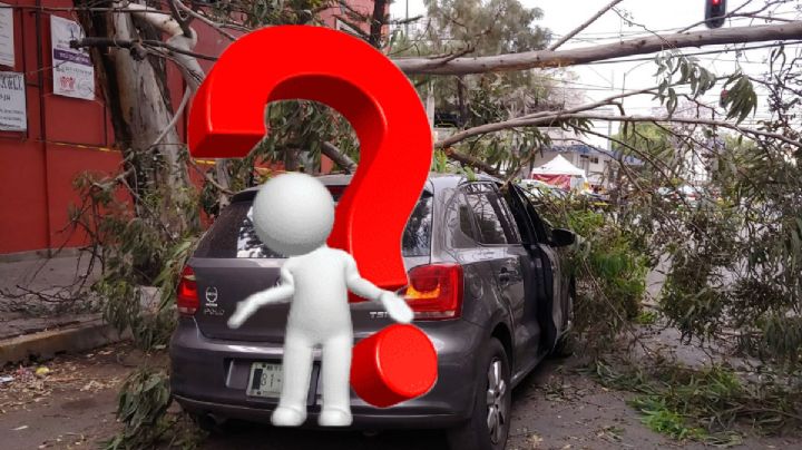 Vientos en la CDMX: ¿Qué pasa si un árbol cae sobre mi auto?