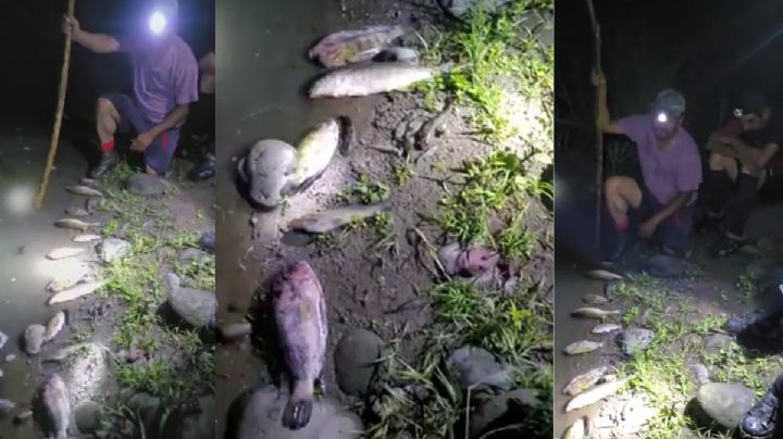 Río Jamapa se llena de peces muertos en Tepatlaxco, Veracruz