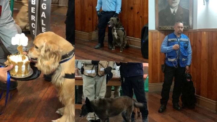 Jubilan a 4 lomitos en Sonora; trabajaban buscando droga en la frontera | VIDEO