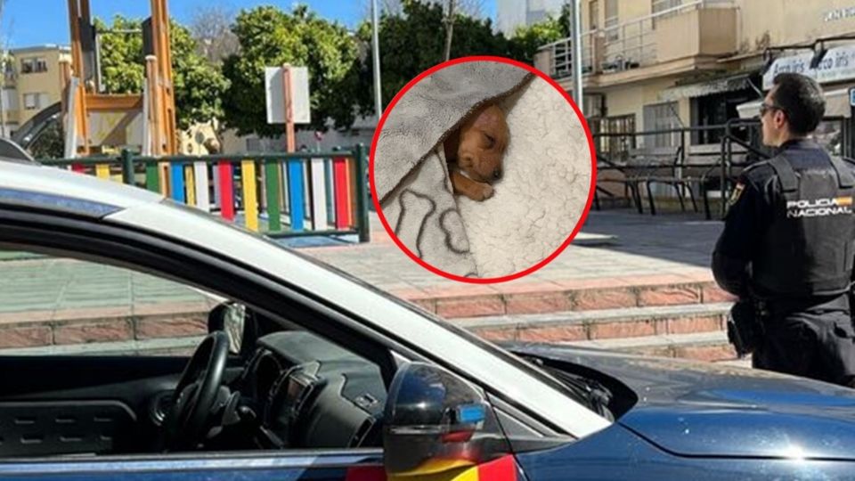 El maltrato animal se castiga con prisión de 6 a 18 meses