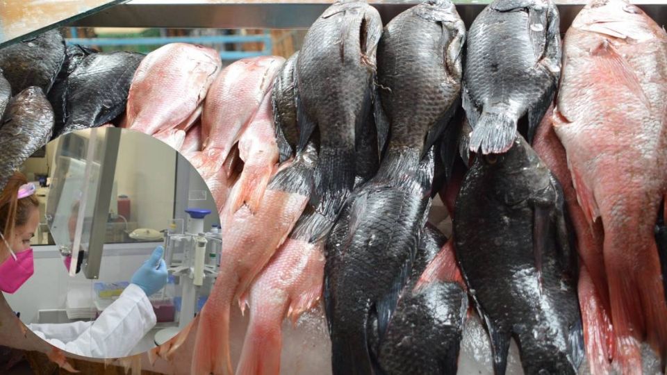 El Sistema de Salud de Guanajuato supervisa la venta de pescados y mariscos, y se toman muestras para analizarlas.