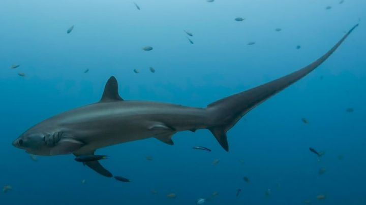 Capturan a tiburón "zorro" y lo venden en el norte de Veracruz