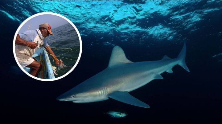 Pescadores en Veracruz capturan a raro tiburón de 150 kilos