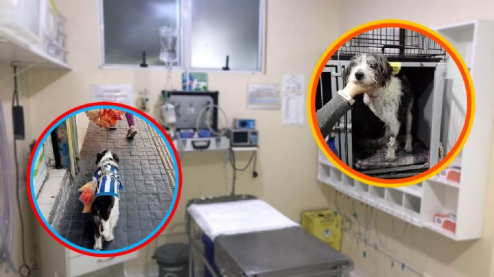 Palomo, el lomito vendedor de dulces en Pachuca pierde su patita, necesita una prótesis