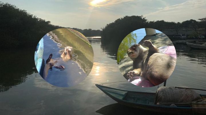 Max, la nutria viral que se volvió un atractivo en Mandinga, Veracruz