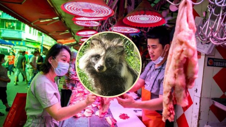 Perro Mapache: esto se sabe del nuevo animal vinculado a la covid-19