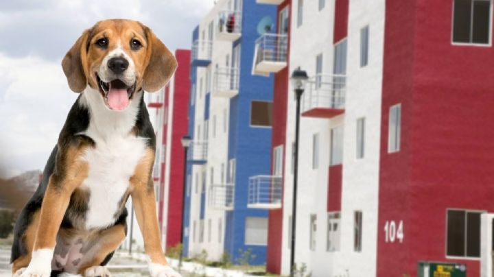Autoridades catean casa en Chavarría para rescatar a lomitos abandonados